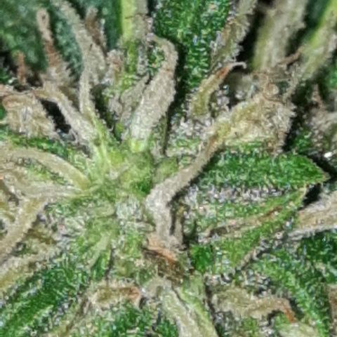 Skywalker Haze growlog timeline photo