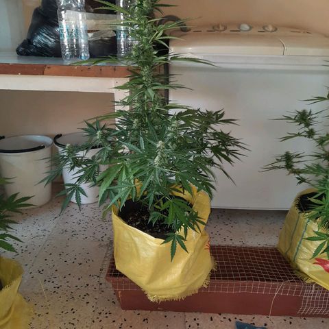 Skywalker Haze growlog timeline photo