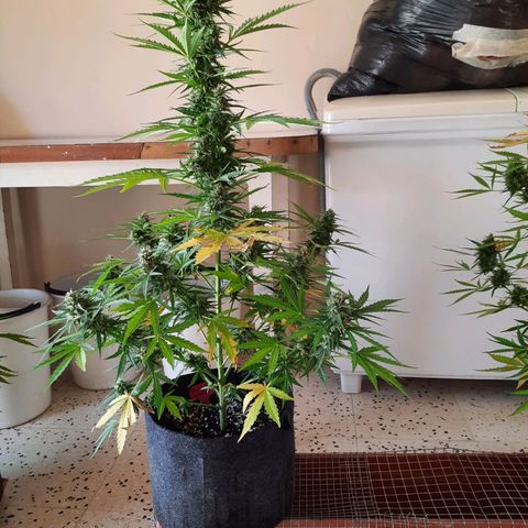 Skywalker Haze growlog timeline photo