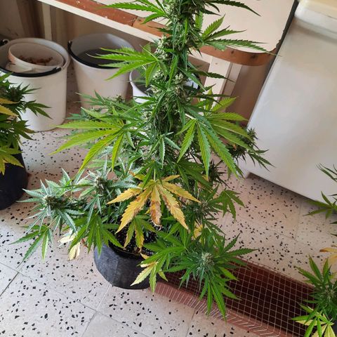 Skywalker Haze growlog timeline photo