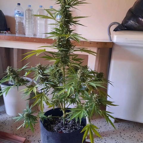 Skywalker Haze growlog timeline photo