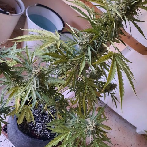 Skywalker Haze growlog timeline photo
