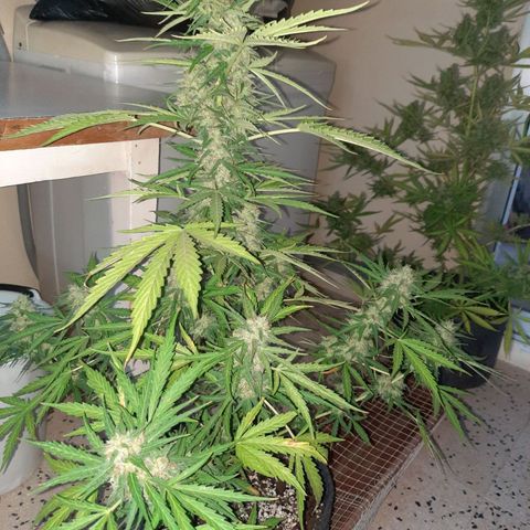 Skywalker Haze growlog timeline photo