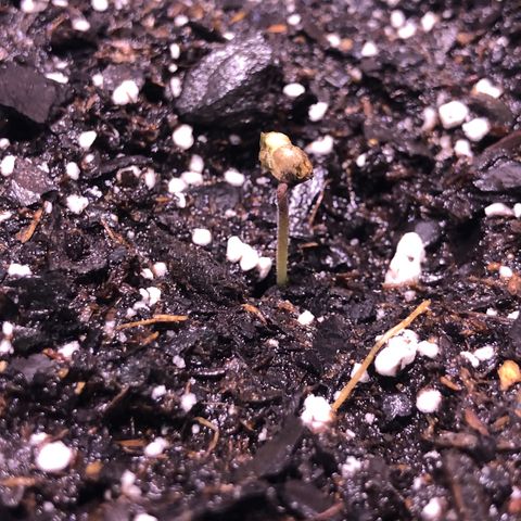 Sunset Sherbet growlog timeline photo