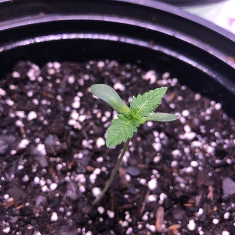 Sunset Sherbet growlog timeline photo