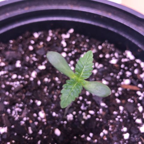 Sunset Sherbet growlog timeline photo
