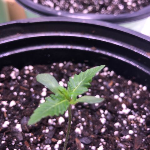 Sunset Sherbet growlog timeline photo