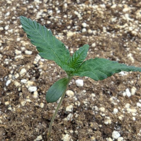Four Peaks growlog timeline photo