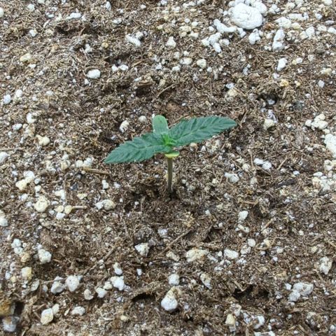 Purple Panty Dropper growlog timeline photo
