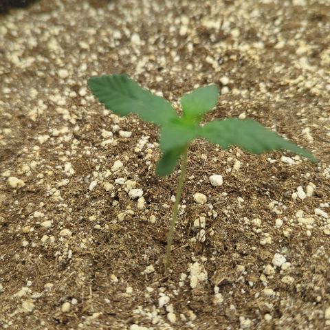 Four Peaks growlog timeline photo