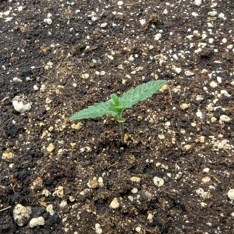 Four Peaks growlog timeline photo