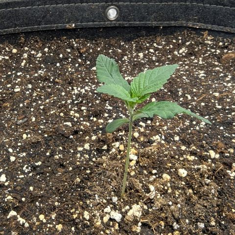 Purple Panty Dropper growlog timeline photo