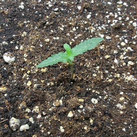 Purple Panty Dropper growlog timeline photo