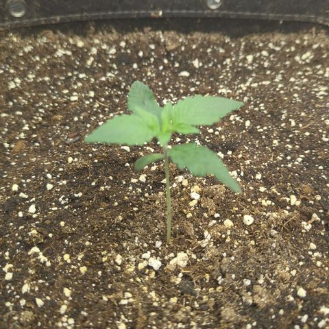 Four Peaks growlog timeline photo