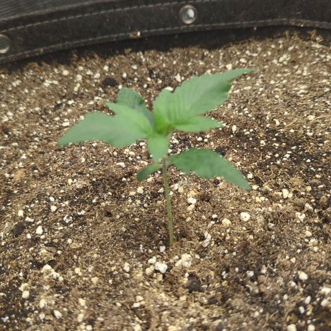 Four Peaks growlog timeline photo