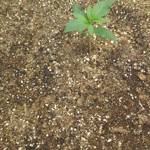 Four Peaks growlog timeline photo