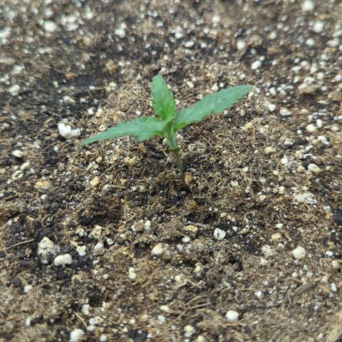 Purple Panty Dropper growlog timeline photo