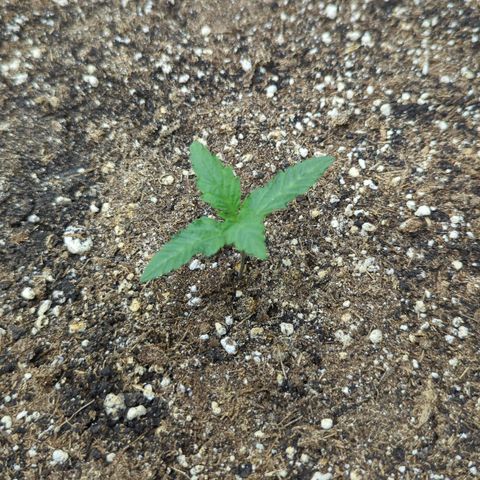 Purple Panty Dropper growlog timeline photo
