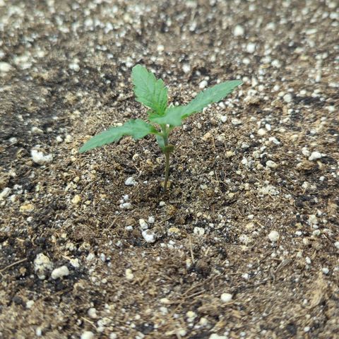 Purple Panty Dropper growlog timeline photo