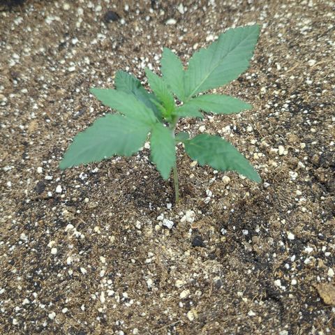 Four Peaks growlog timeline photo