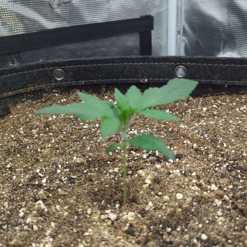 Four Peaks growlog timeline photo