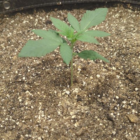 Four Peaks growlog timeline photo