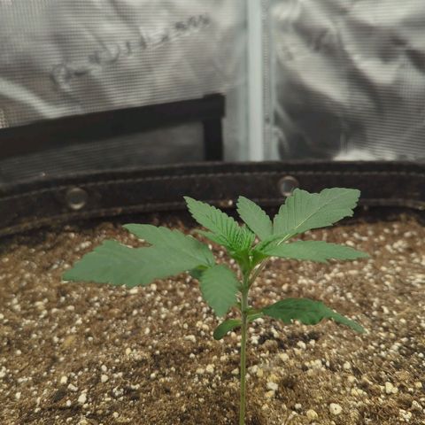 Four Peaks growlog timeline photo