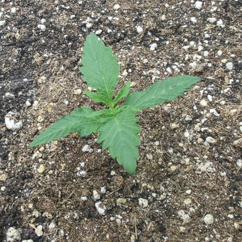 Purple Panty Dropper growlog timeline photo