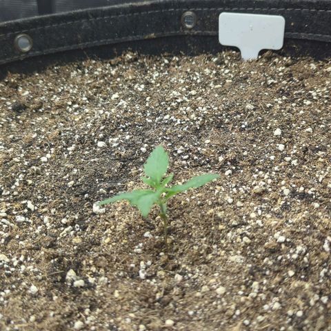 Purple Panty Dropper growlog timeline photo