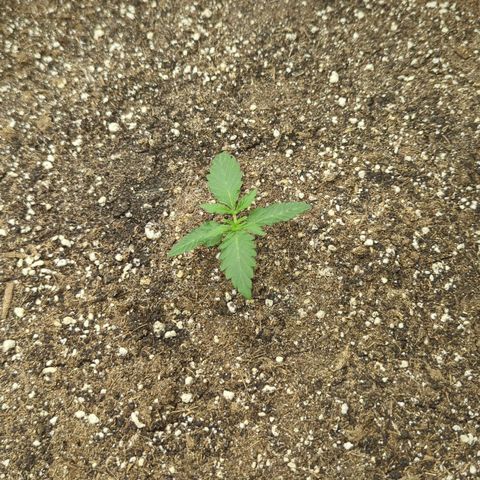 Purple Panty Dropper growlog timeline photo