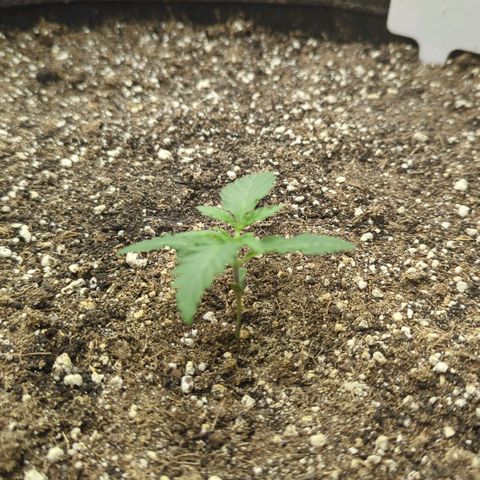 Purple Panty Dropper growlog timeline photo