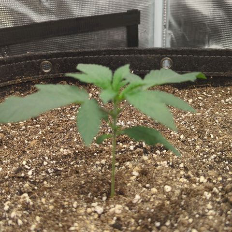 Four Peaks growlog timeline photo