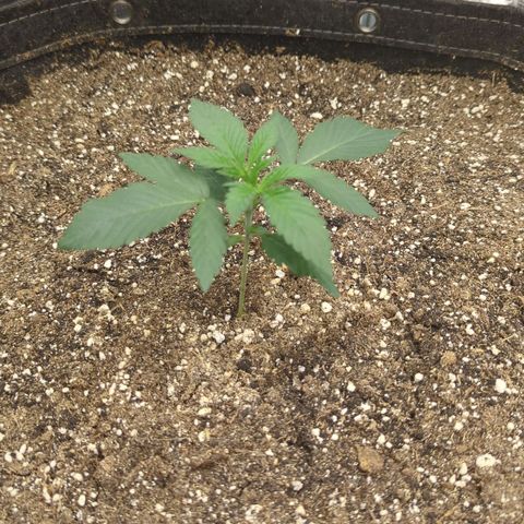 Four Peaks growlog timeline photo