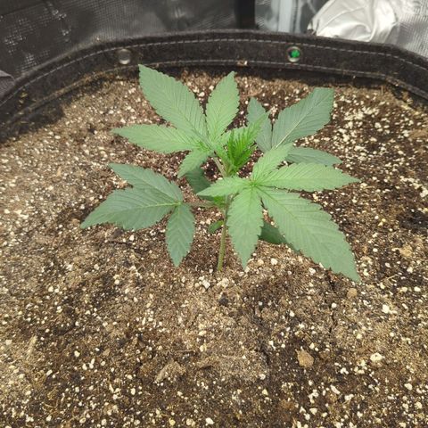 Four Peaks growlog timeline photo