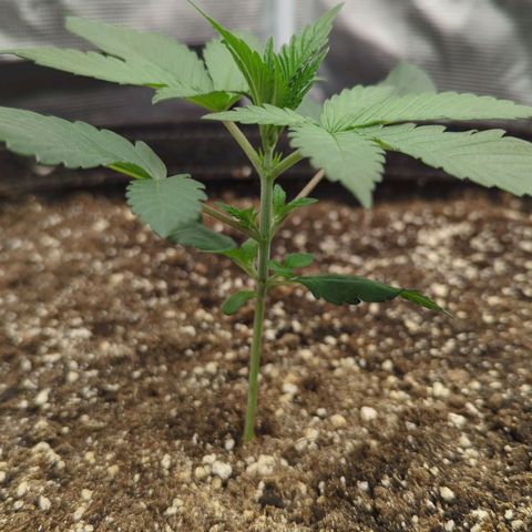 Four Peaks growlog timeline photo