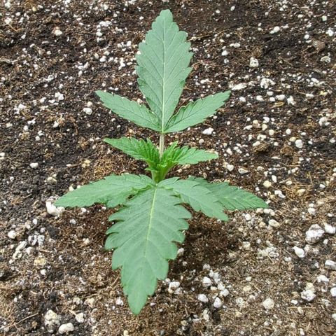 Purple Panty Dropper growlog timeline photo