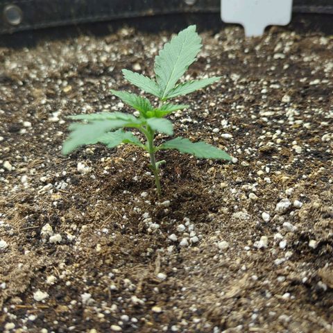 Purple Panty Dropper growlog timeline photo