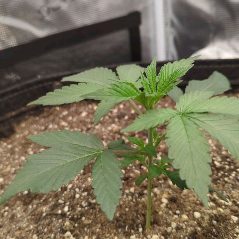 Four Peaks growlog timeline photo