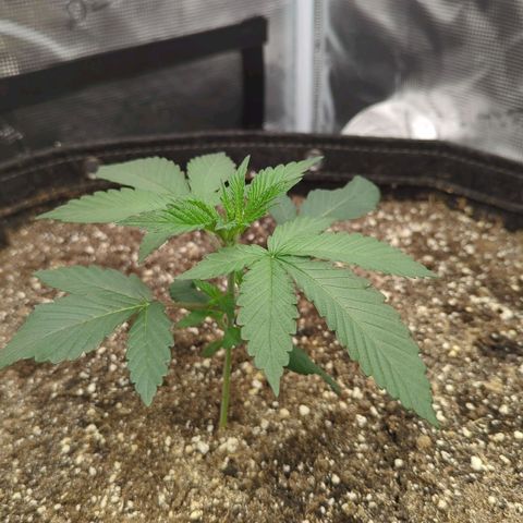 Four Peaks growlog timeline photo