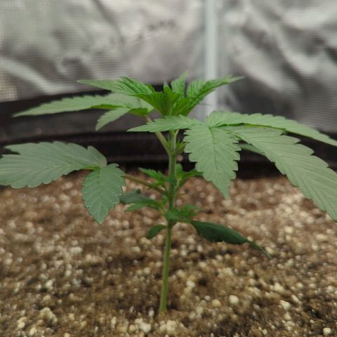Four Peaks growlog timeline photo