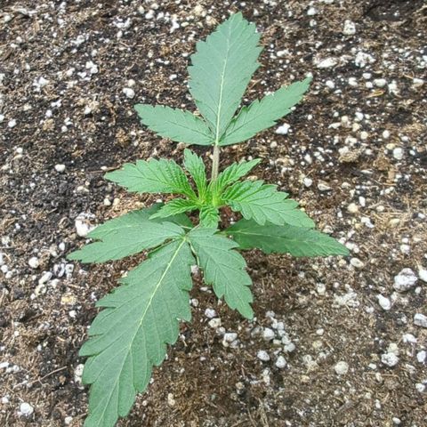 Purple Panty Dropper growlog timeline photo
