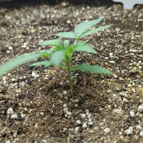 Purple Panty Dropper growlog timeline photo