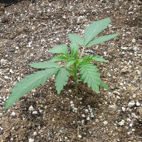 Purple Panty Dropper growlog timeline photo