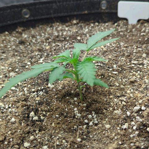 Purple Panty Dropper growlog timeline photo