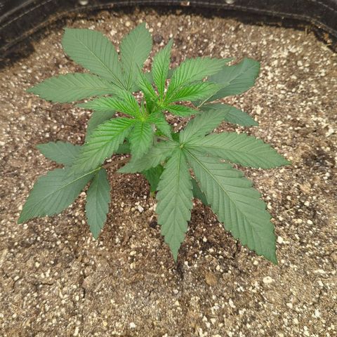 Four Peaks growlog timeline photo