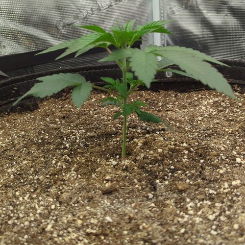 Four Peaks growlog timeline photo