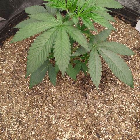 Four Peaks growlog timeline photo