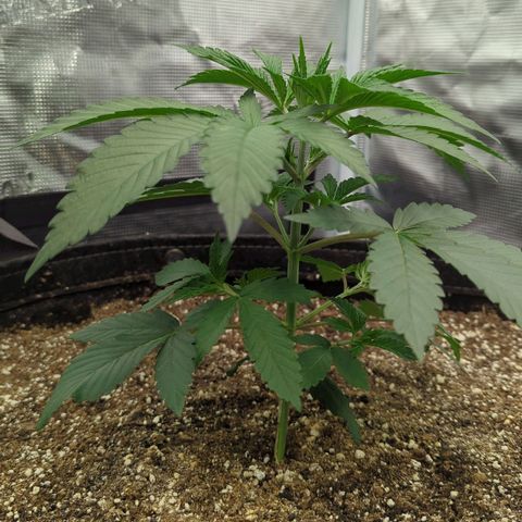 Four Peaks growlog timeline photo