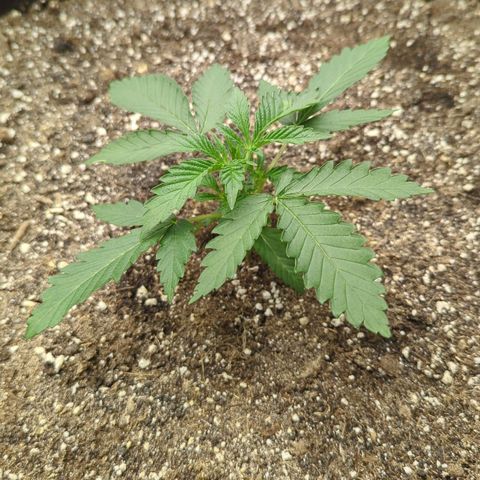 Purple Panty Dropper growlog timeline photo
