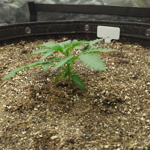 Purple Panty Dropper growlog timeline photo